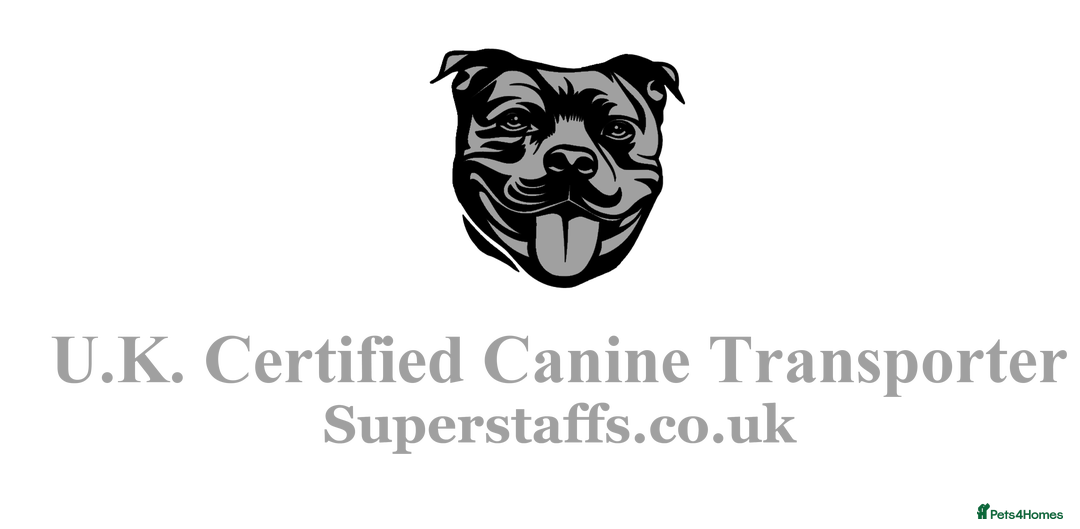 Staffordshire Bull Terrier dogs for sale: Stunning Staffordshire bull terrier puppies  - Advert 15