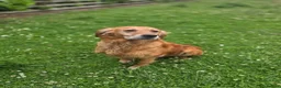 Golden Retriever dogs for sale: 🧡 Dark red working golden retriever pups 🧡 - Advert 9