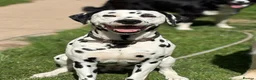 Mixed Breed dogs for sale: 8 beautiful pyrematian puppies  - Advert 12