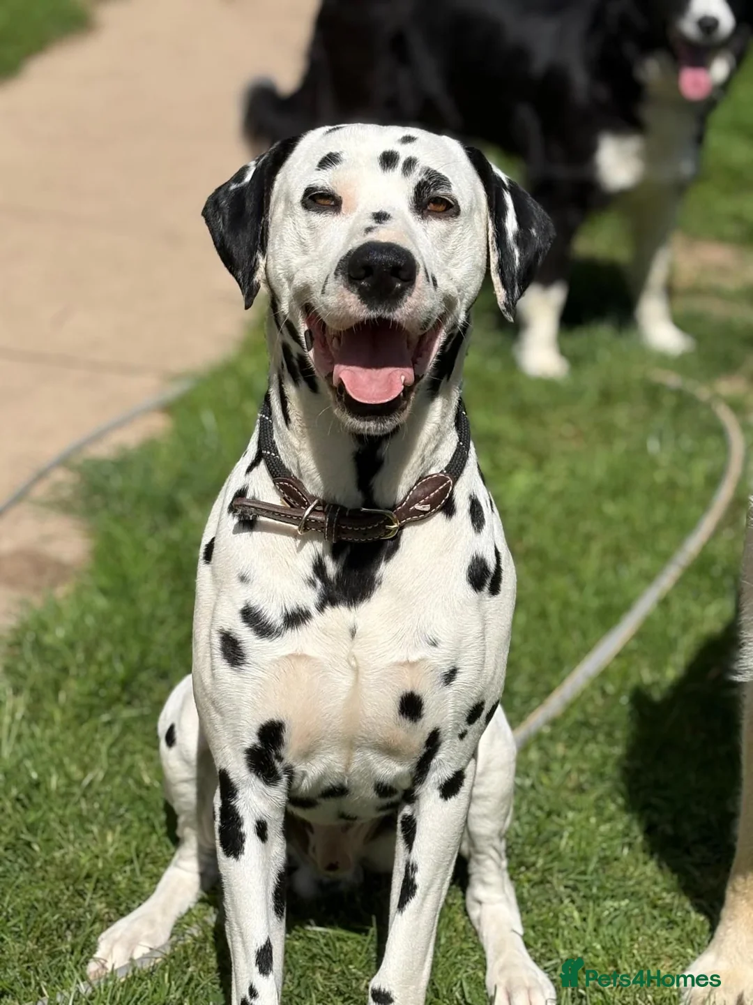 Mixed Breed dogs for sale: 8 beautiful pyrematian puppies  - Advert 12
