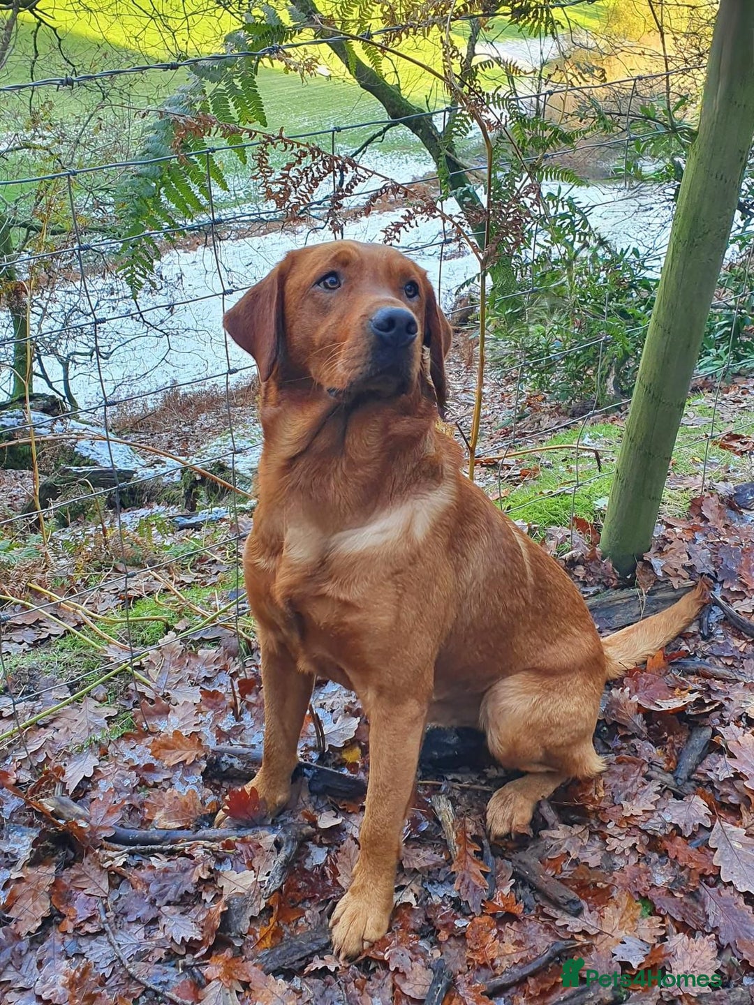 Labrador Retriever dogs for stud: For Stud KC fully health tested Red Labrador - Advert 2