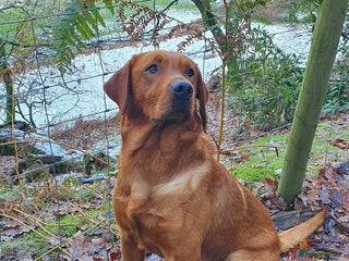 Labrador Retriever dogs For Stud KC fully health tested Red Labrador - Advert 5