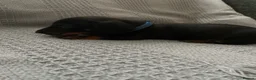 Miniature Dachshund dogs for sale: Beautiful Black and Tan miniature dachshund  - Advert 23