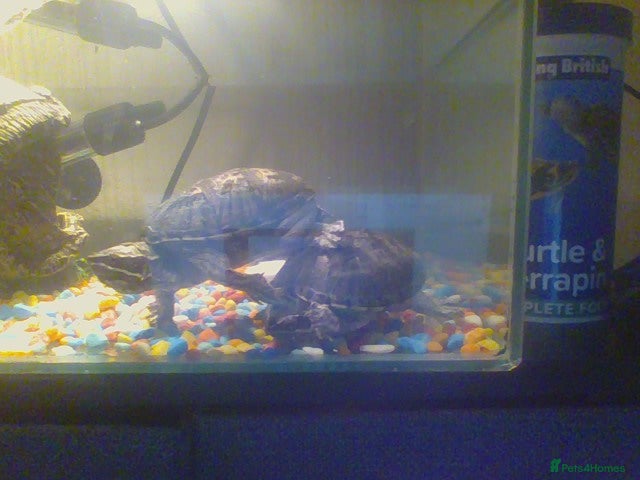 Turtle reptiles 2 musk turtles for sale - Advert 1