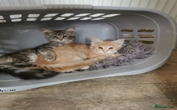 Maine Coon cats for sale: Full pedigree maine coon kittens for sale - Image 17