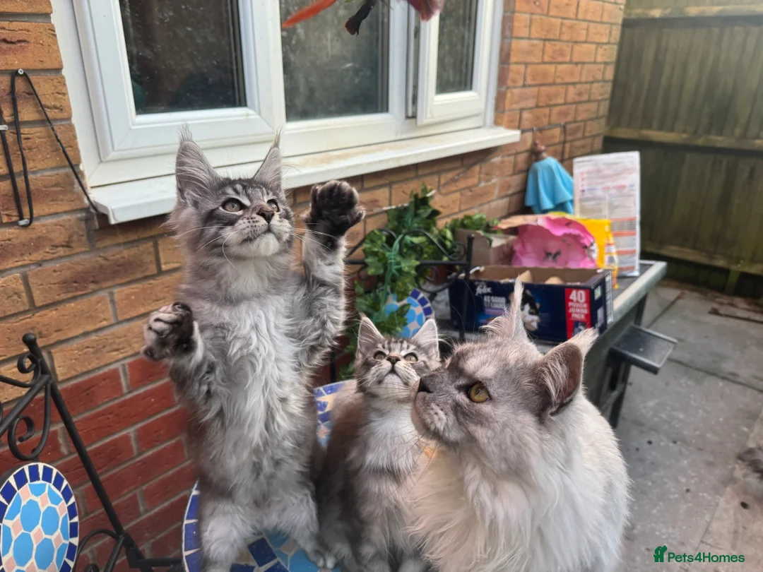 Maine Coon cats for sale: Stunning silver/black tabby MC boys available  - Advert 27