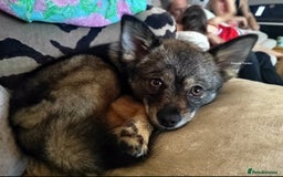 Pomsky dogs for sale: Stunning Pomsky Puppies! Health tested parents.  - Image 10