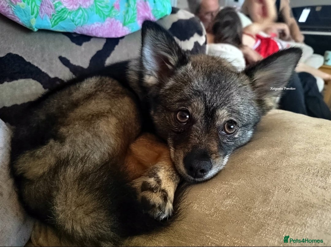 Pomsky dogs for sale: Stunning Pomsky Puppies! Health tested parents.  - Image 10