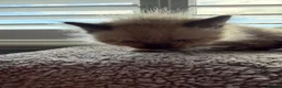 Ragdoll cats for sale: Beautiful ragdoll kittens Parents DNA tested & -ve - Advert 17