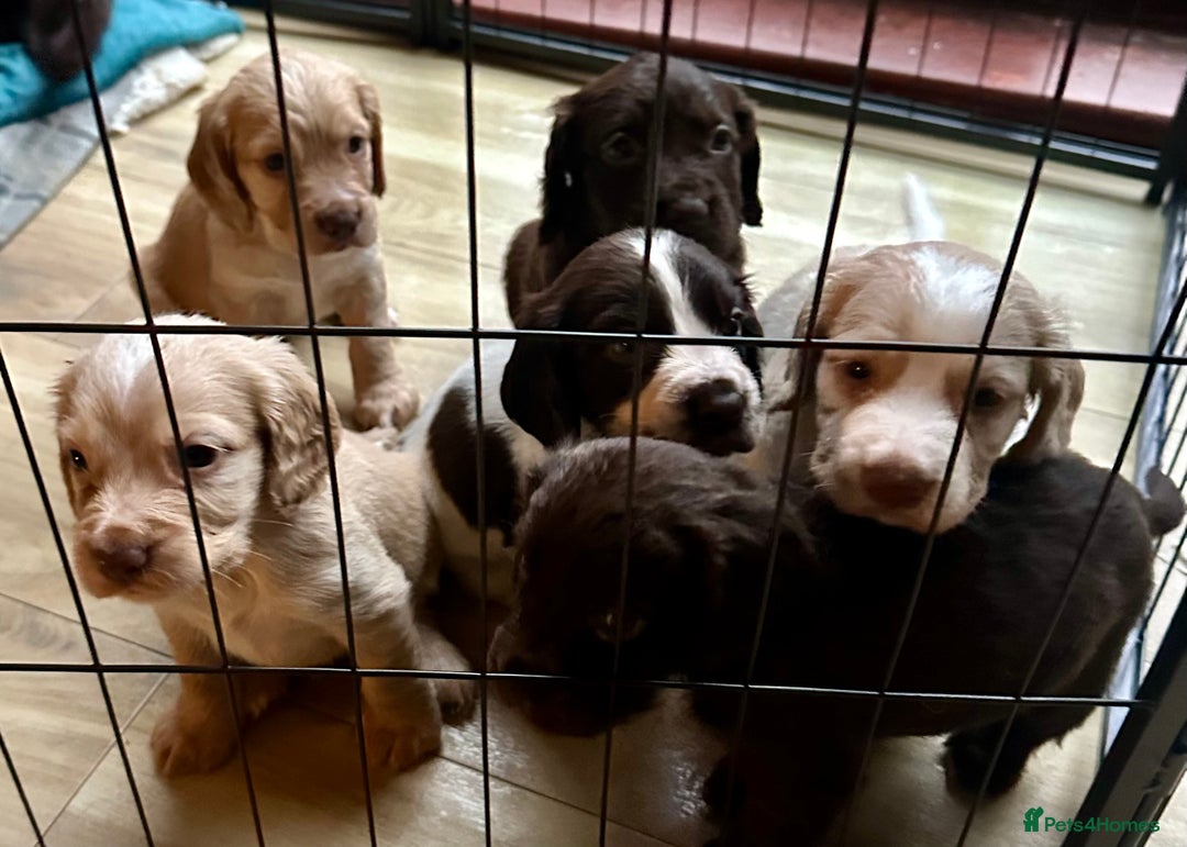 Sprocker dogs for sale: Beautiful spaniel puppies  - Image 11