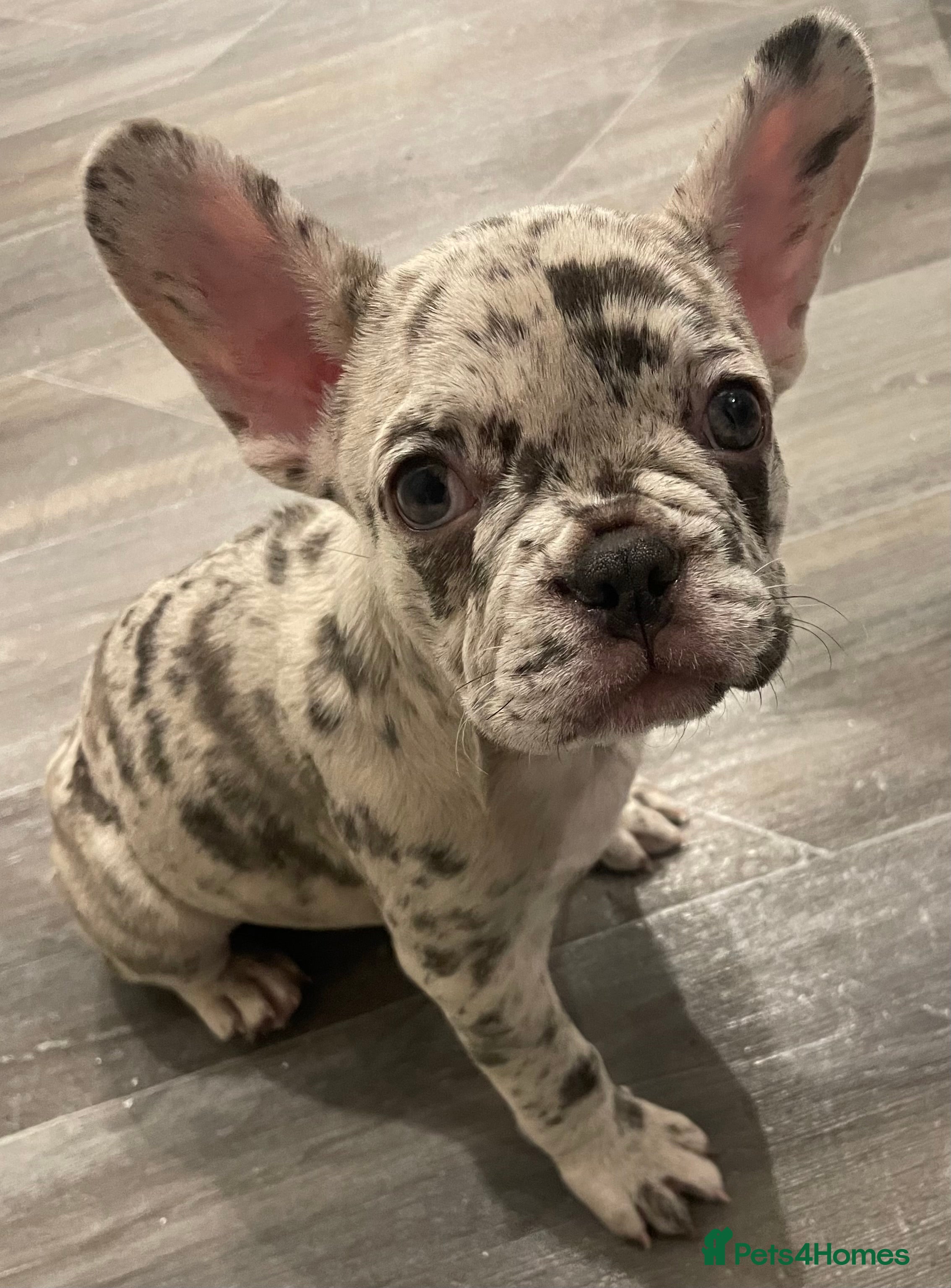 French Bulldog dogs 1 GIRL REMAINING FROM LITTER OF 5 FRENCH BULLDOGS  - Advert 1