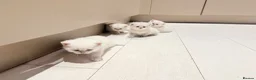 Scottish Fold cats for sale: Four kittens looking for a loving home - Advert 15