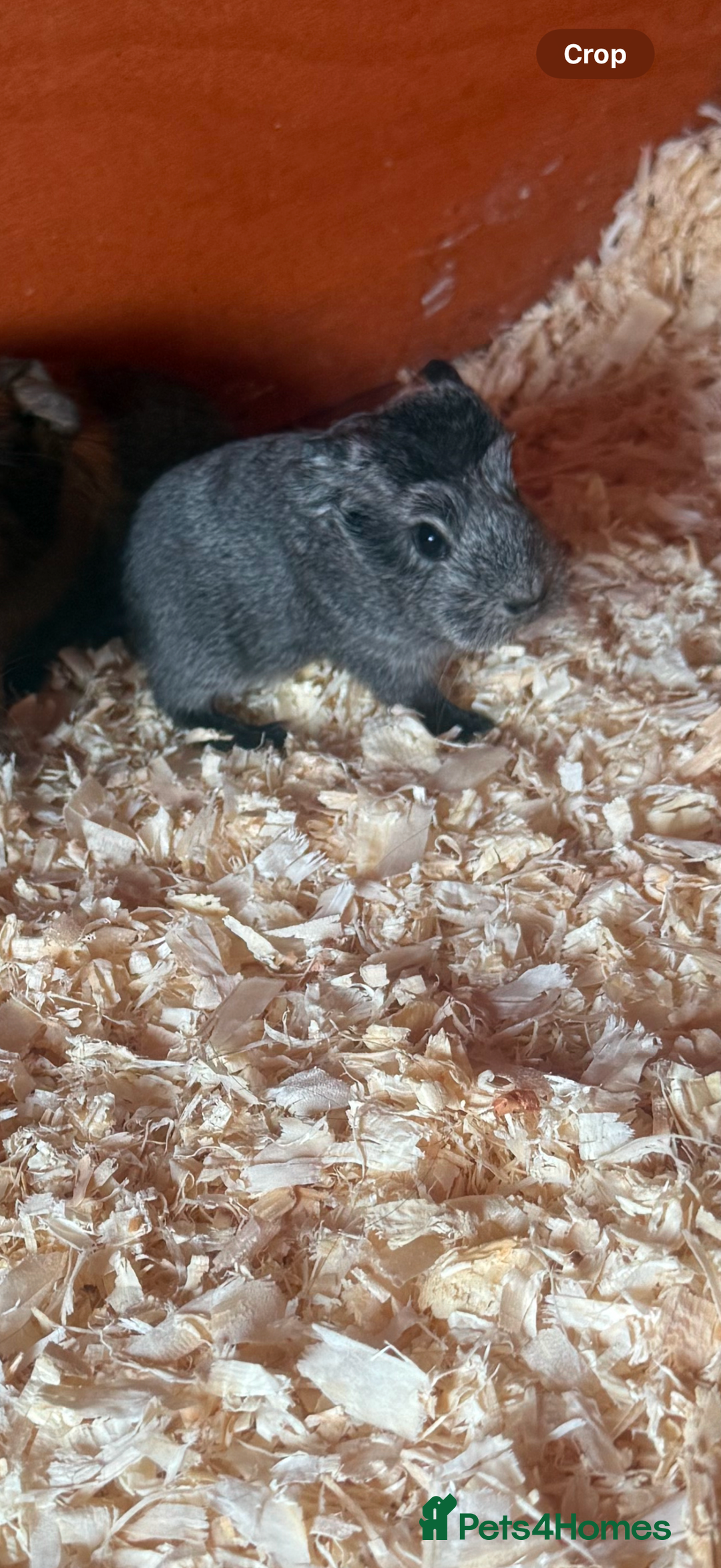 Guinea Pig rodents for sale: Baby boar brothers  - Image 3