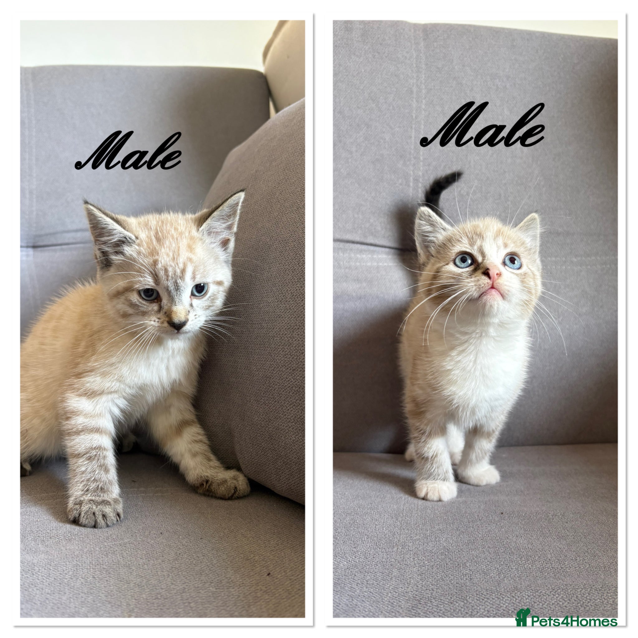 Bengal cats X2 Male Snow leapord Bengals ready to leave - Advert 1