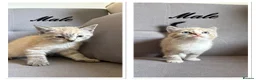 Bengal cats for sale: X2 Male Snow leapord Bengals ready to leave - Advert 1