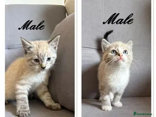 Bengal cats X2 Male Snow leapord Bengals ready to leave - Advert 9