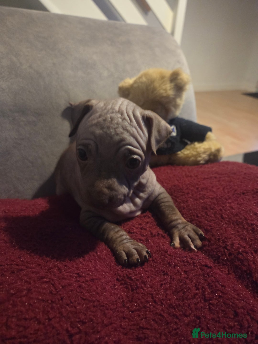 Mexican Hairless dogs for sale: American hairless terrier - Advert 10