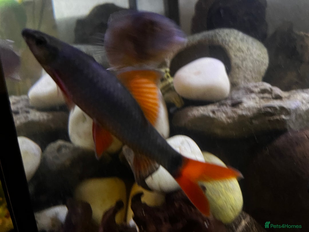 Plecos fish for sale: Red tail shark  - Image 3