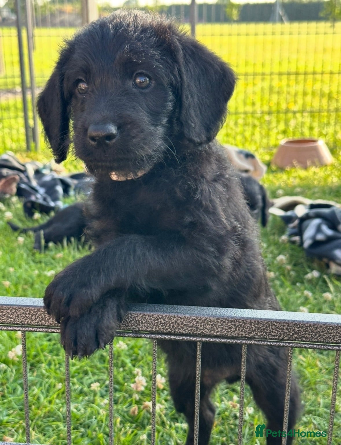 Labradoodle dogs Extensively Health Tested F1 Miniature Labradoodle - Advert 1