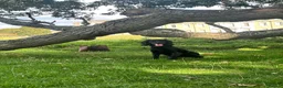 Cocker Spaniel dogs for sale: Female cocker spaniel  for sale  in Chichester - Advert 3