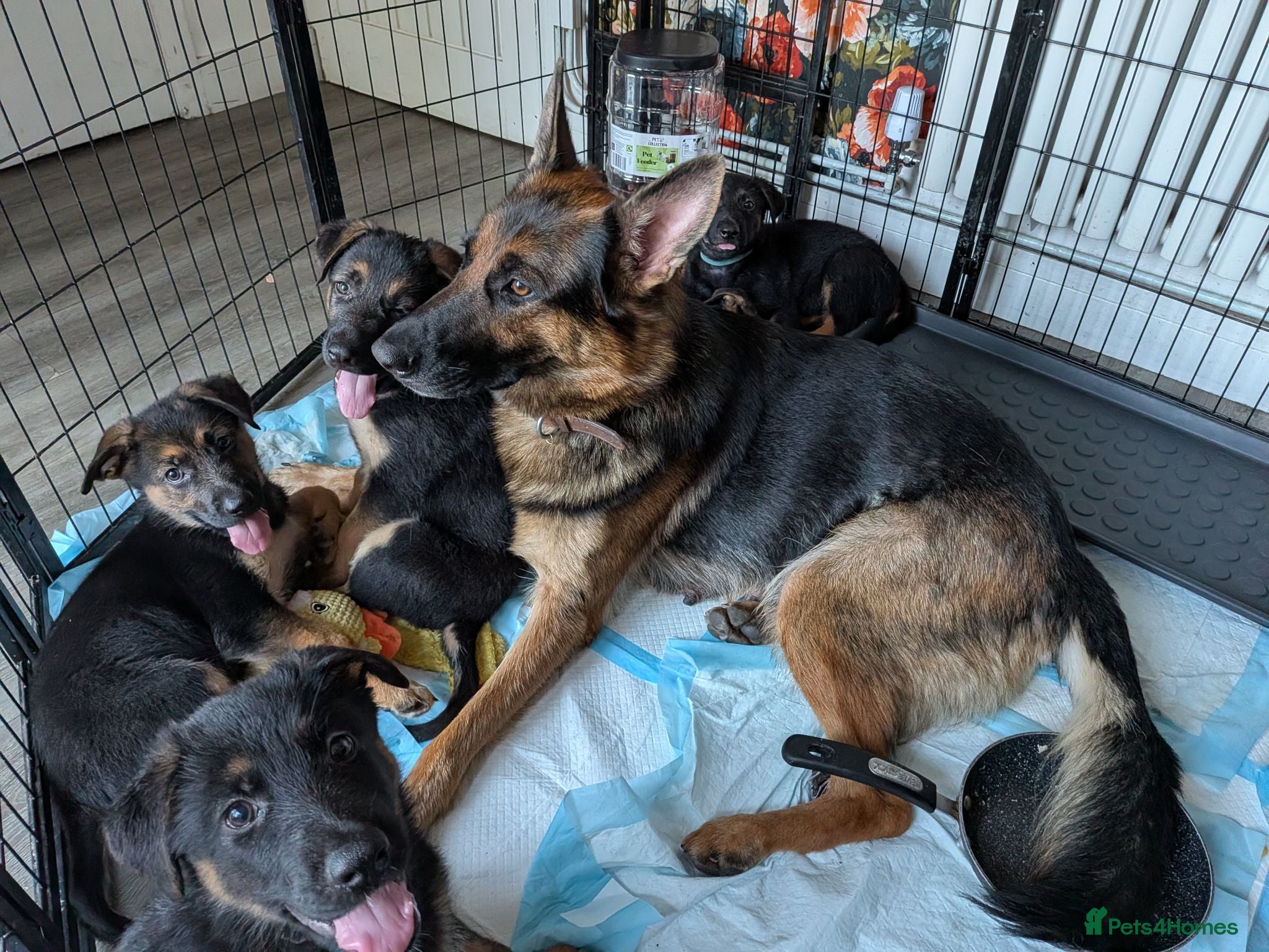 German Shepherd dogs Beautiful German Shepherd Pups - Advert 2