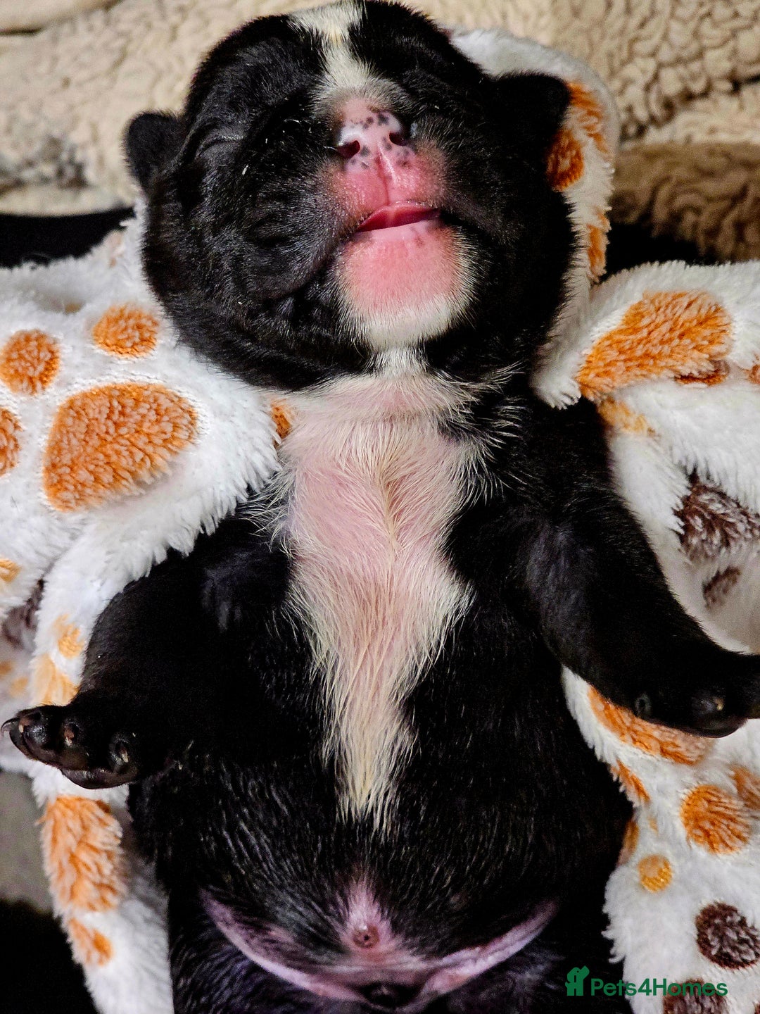 English Bulldog dogs for sale: KC Reg English Bulldogs Champion Bloodlines  - Image 17