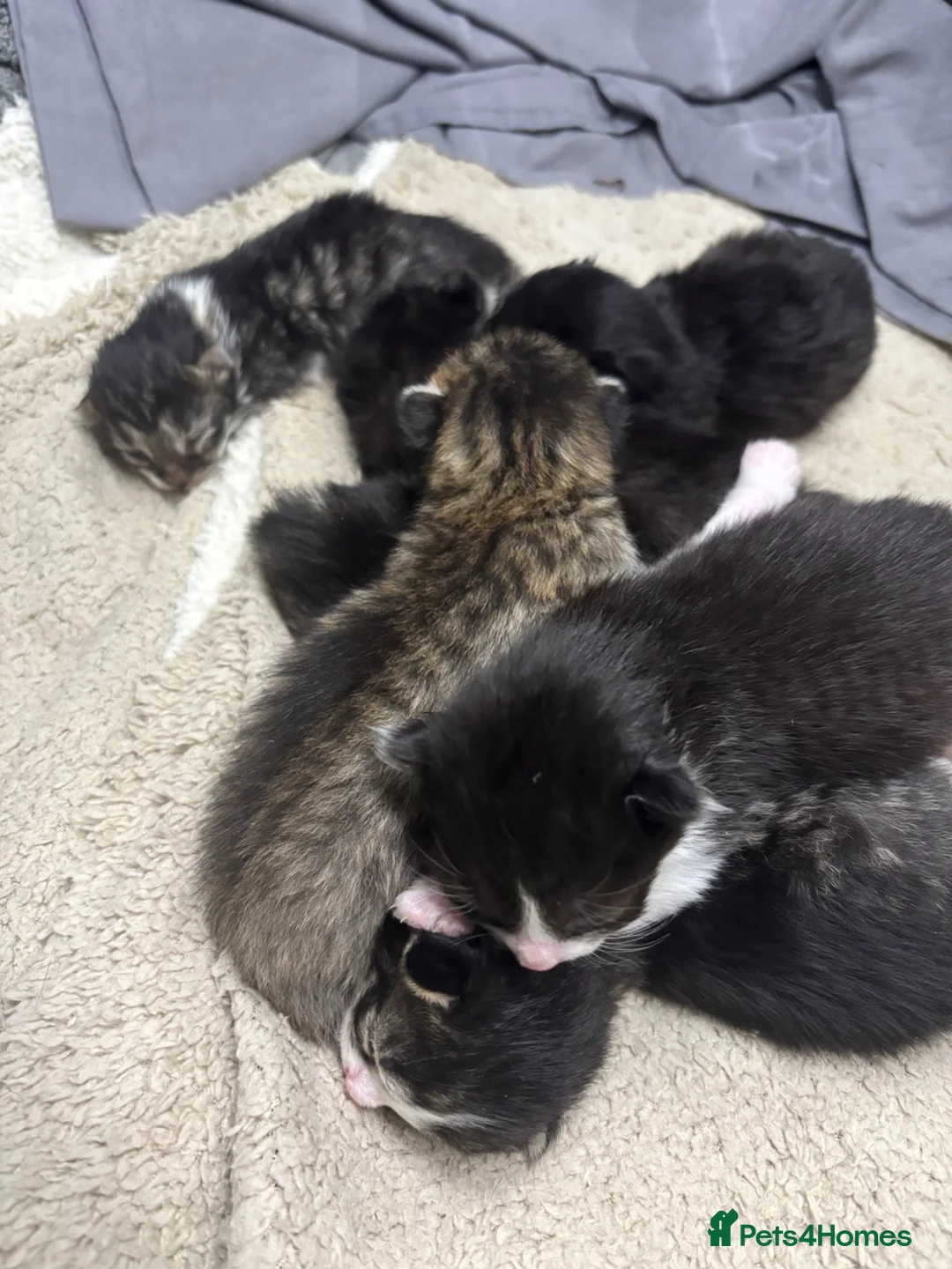 British Shorthair cats for sale: Beautiful kittens  - Advert 3