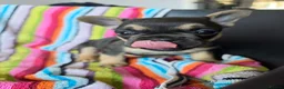 French Bulldog dogs for sale: French bulldog Puppies.  - Advert 10