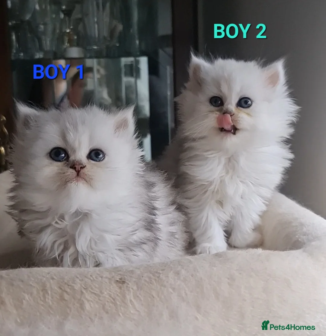 Persian cats for stud: Stunning Persian Silvertip Chinchilla for Stud in Bedford - Advert 10