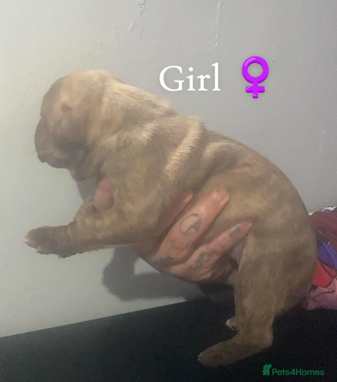 Mixed Breed dogs for sale: American Bull Staffy Puppies - Image 4
