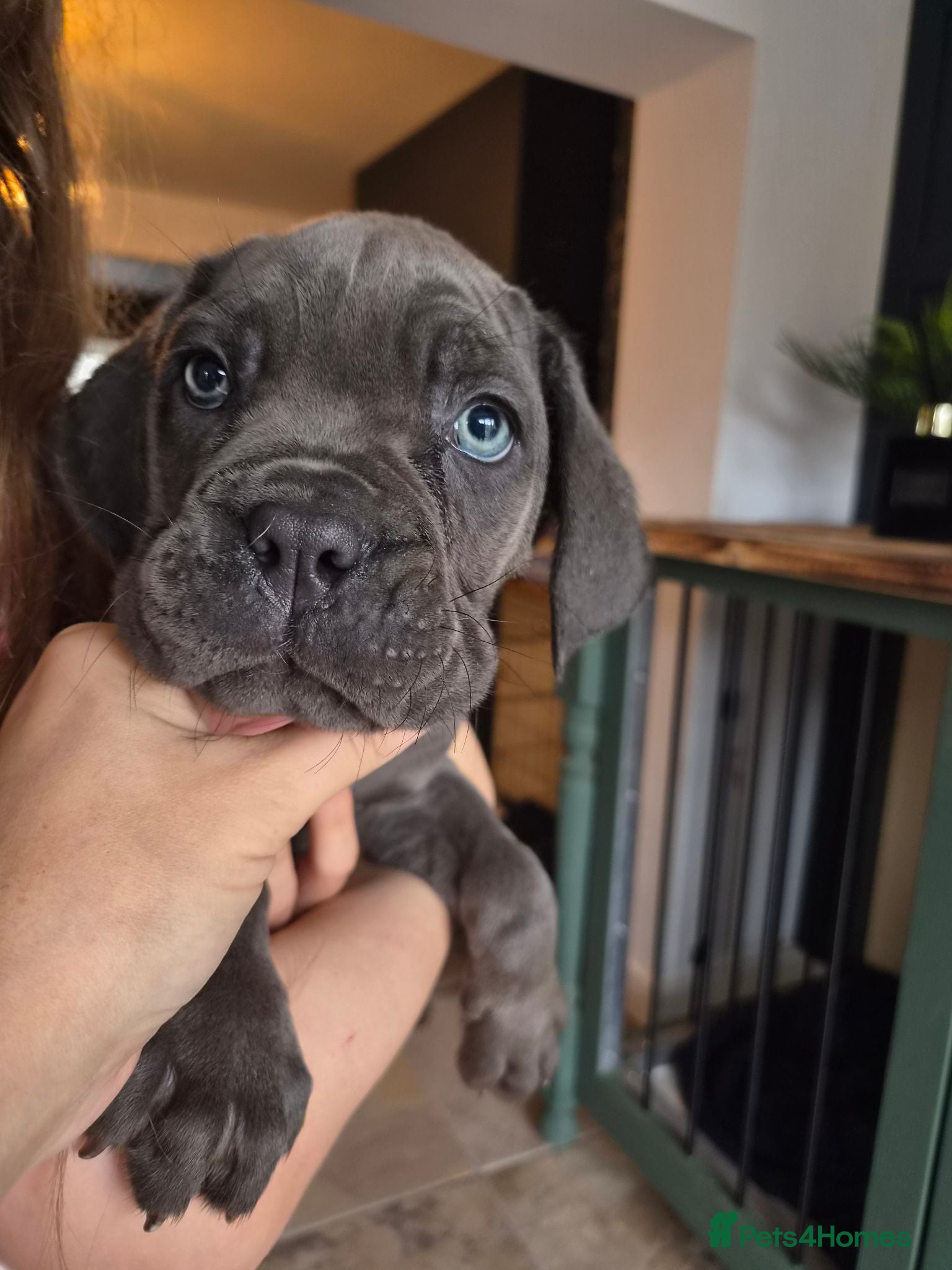 Cane Corso dogs 💜 IMPRESSIVE FULL PEDIGREE CANE CORSO LITTER 💜 - Advert 9