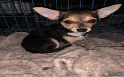 Chihuahua dogs for sale: Chihuahua fluff balls  - Image 11