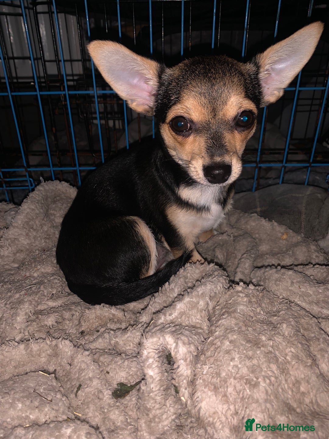 Chihuahua dogs for sale: Chihuahua fluff balls  - Image 11