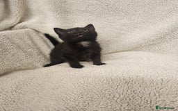 Mixed Breed cats for sale: Kittens for sale  - Image 9