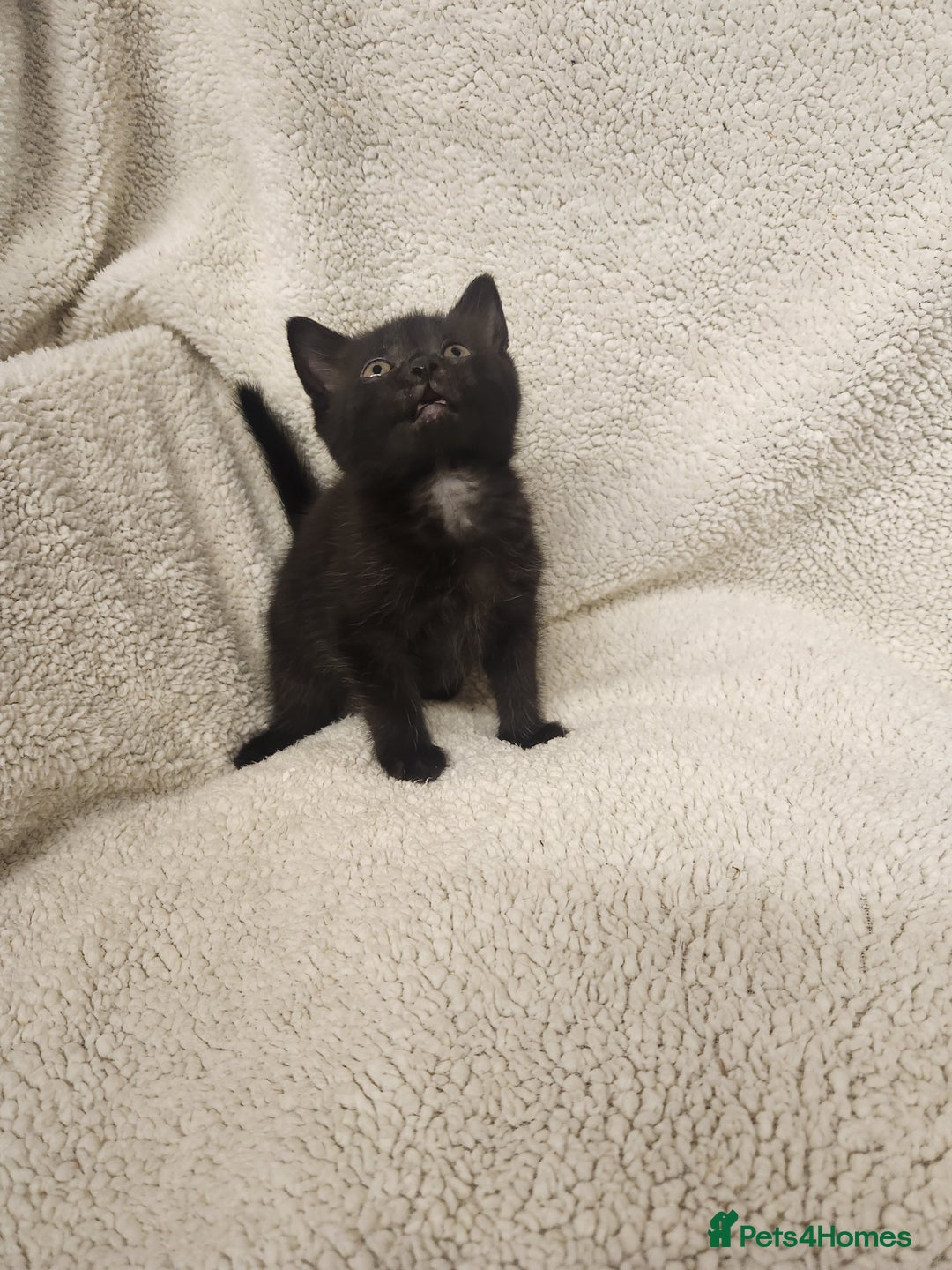 Mixed Breed cats for sale: Kittens for sale  - Image 9