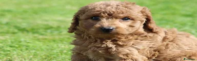 Cockapoo Girl 3