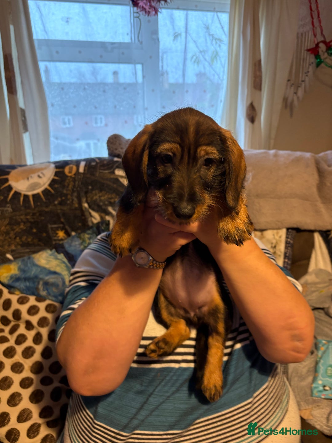 Mixed Breed dogs for sale: Beautiful Dorkie puppies Ready Now!! - Advert 15