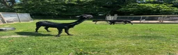 Alpaca livestock for sale: 2 alpacas for sale black - Advert 2