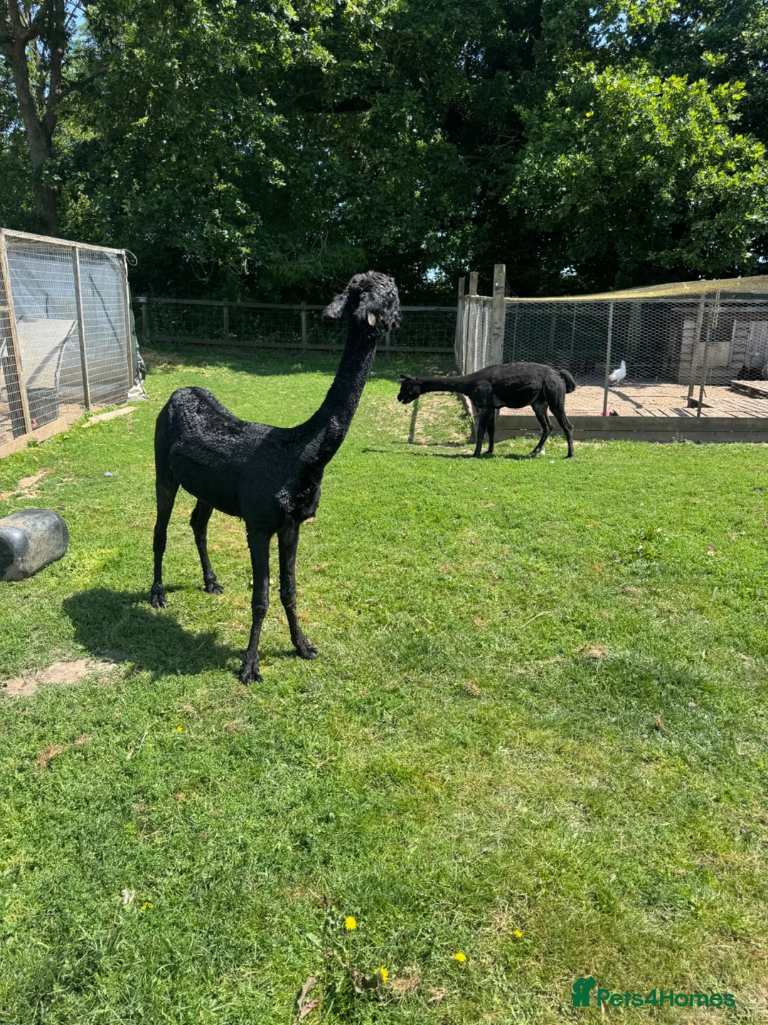 Alpaca livestock for sale: 2 alpacas for sale black - Advert 2