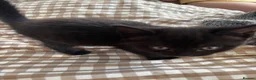 Mixed Breed cats for sale: Two black kittens  - Advert 6