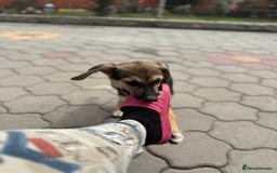 Mixed Breed dogs for adoption: DARIA -  a superb little girl, for a Loving Home - Image 12