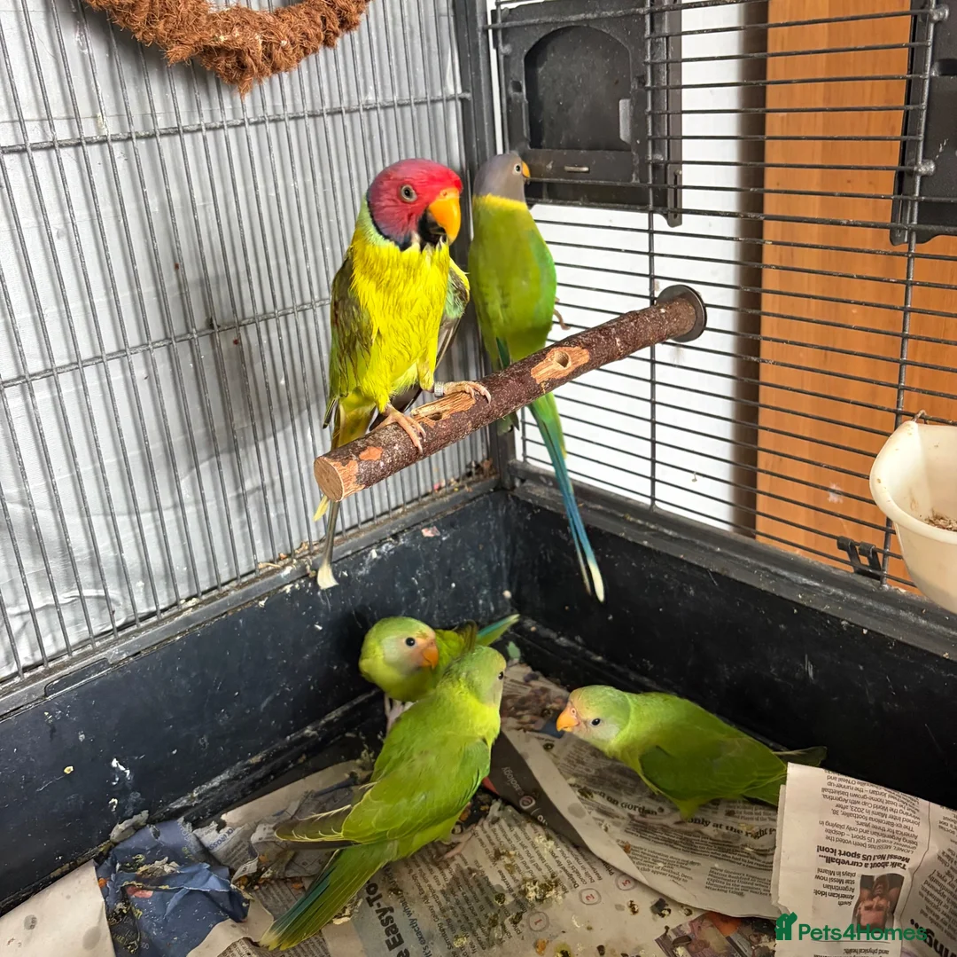 Parakeets birds for sale: Plum Headed Parakeet - Advert 7