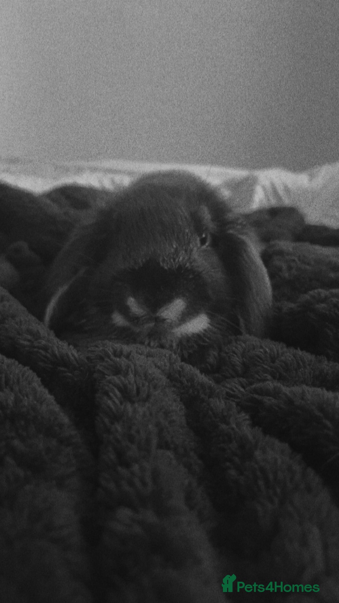 Mini Lop rabbits for sale: Mj the rabbit  - Image 3