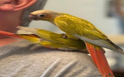 Conures birds for sale: Hand reared baby conure - Image 4