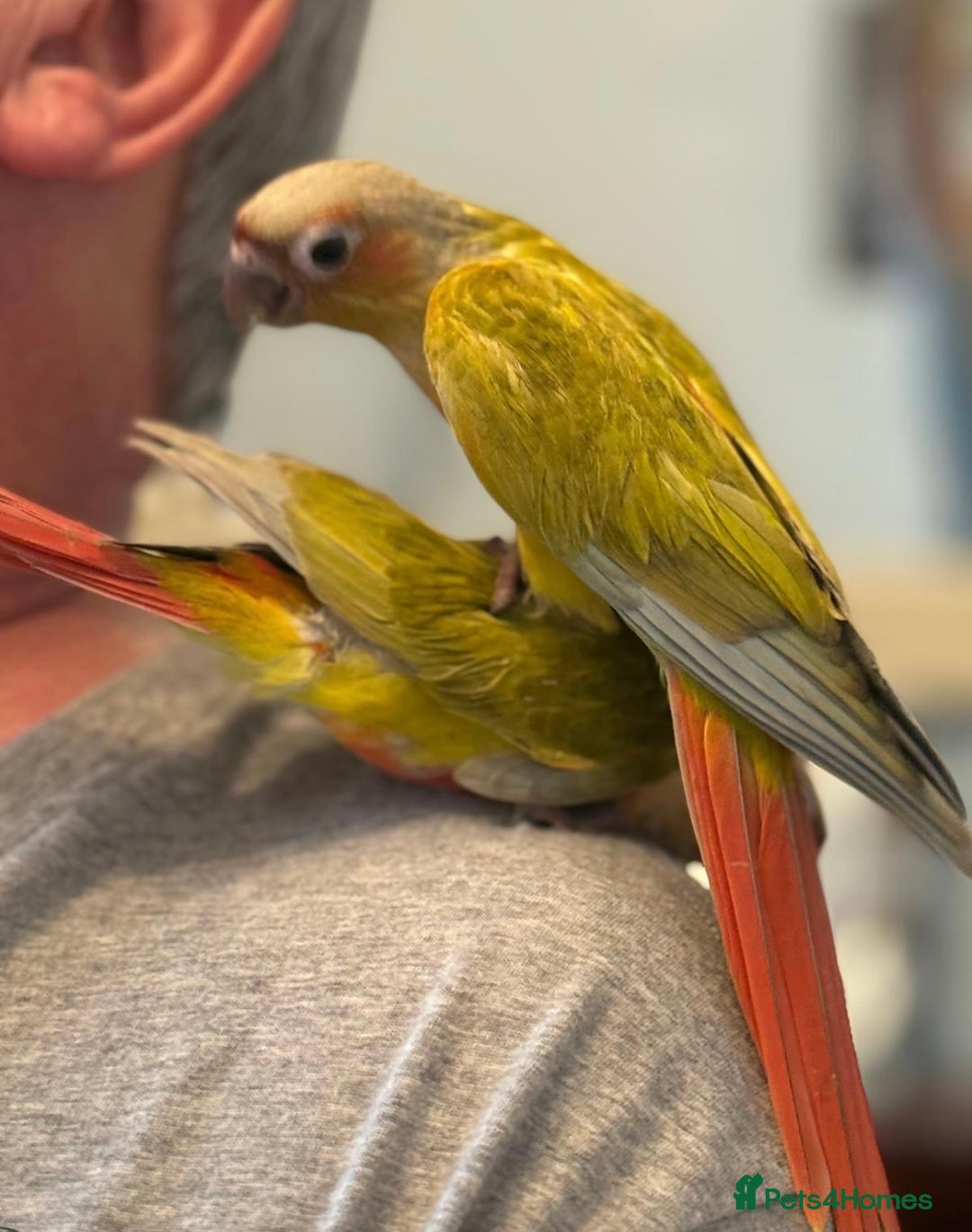 Conures birds for sale: Hand reared baby conure - Image 4