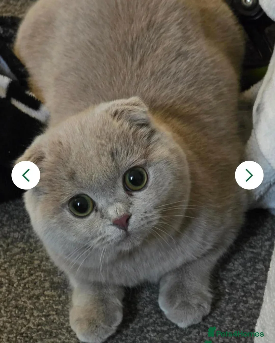 Scottish Fold cats for sale: Lilac Scottish Fold Female  - Advert 1