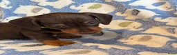 Miniature Dachshund dogs for sale: KC Miniature Dachshund Smooth haired in Castleford - Advert 8