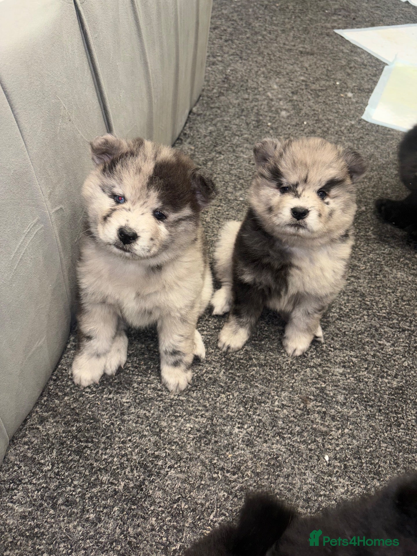 Chow Chow dogs Chow Chow Puppies  - Advert 2