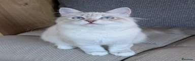 Siberian 1