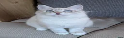 Siberian cats for sale: Siberian Neva Masguerade - Advert 8